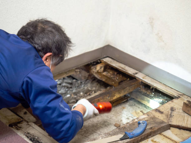 Best Attic Mold Remediation in Catoosa, OK
