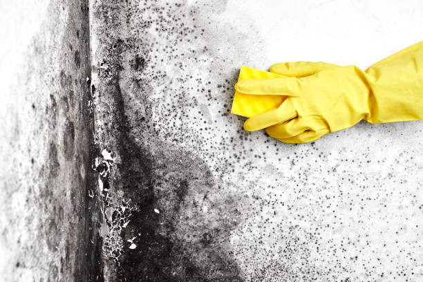 Best Post-Flood Mold Remediation in Catoosa, OK