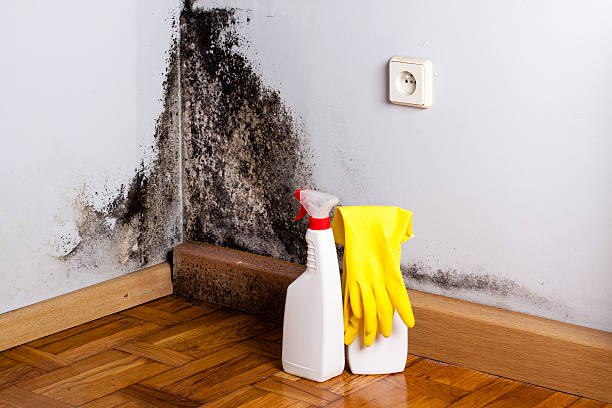 Best Localized Mold Remediation (e.g., coastal areas, humid climates) in Catoosa, OK